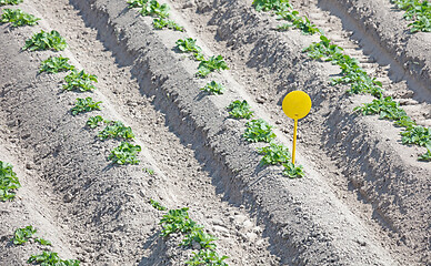 Image showing Yellow label in an agricultural field