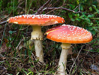 Image showing Amanita muscaria