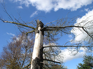 Image showing Old tree