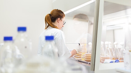 Image showing Female scientist working with bacteria in laminar flow at corona virus vaccine development laboratory research facility.