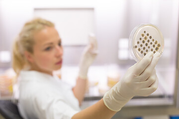 Image showing Scientist growing bacteria in petri dishes on agar gel as a part of scientific experiment.