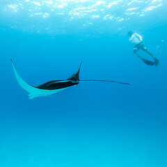 Image showing Underwater view of hovering Giant oceanic manta ray, Manta Birostris , and man free diving in blue ocean. Watching undersea world during adventure snorkeling tour on Maldives islands.