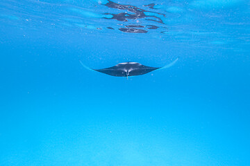 Image showing Giant oceanic manta ray, Manta Birostris ,hovering in blue ocean on Maldives islands