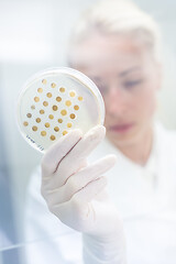 Image showing Scientist growing bacteria in petri dishes on agar gel as a part of scientific experiment.