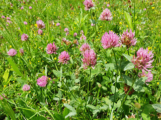 Image showing Red flower clovers on green leaf background 