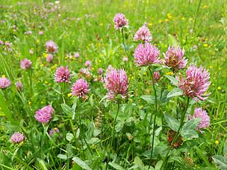 Image showing Red flower clovers on green leaf background 