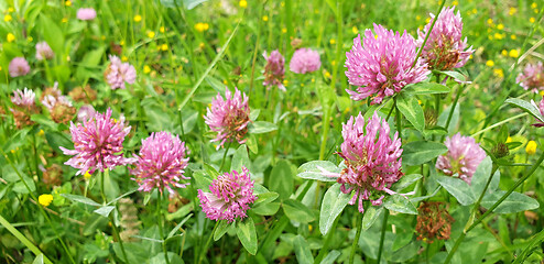 Image showing Red flower clovers on green leaf background 