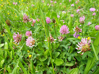 Image showing Red flower clovers on green leaf background 