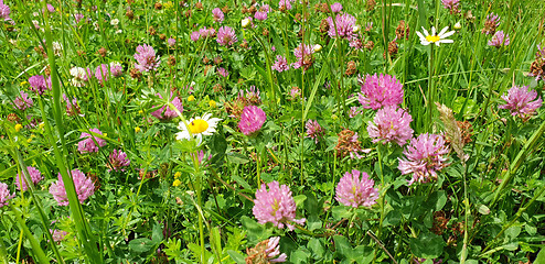 Image showing Red flower clovers on green leaf background