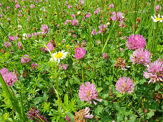 Image showing Red flower clovers on green leaf background 