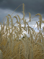 Image showing Agriculture