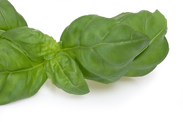 Image showing Basil leaf