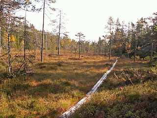 Image showing Path in forrest