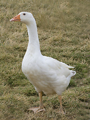 Image showing Goose