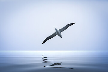 Image showing Albatross bird over the sea