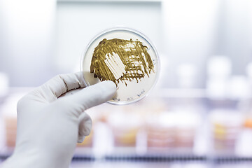 Image showing Scientist growing bacteria in petri dishes on agar gel as a part of scientific experiment.