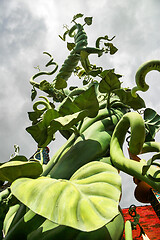 Image showing Beanstalk