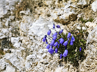 Image showing Bell-flowers on a bare rock