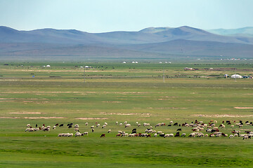 Image showing Mongolia landscape with yurts and herds