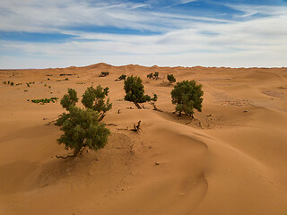 Image showing Aerial view of trees in Sahara desert