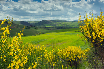 Image showing Tuscany hills landscape with yellow flowers