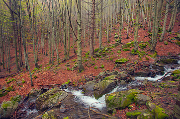 Image showing Spring beech forest with a waterfall