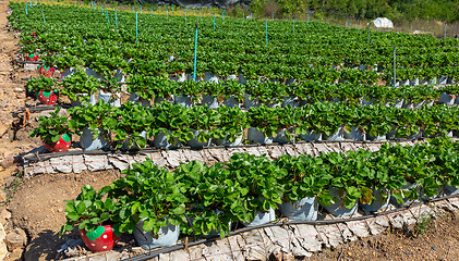 Image showing strawberry farm