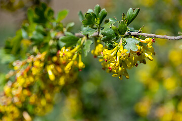 Image showing Flowers of golden currant at spring