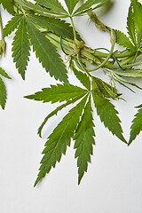 Image showing Close-up cannabis green natural leaves bound with wire.