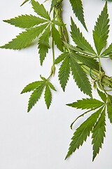 Image showing Corner frame with green cannabis leaves bound with wire.