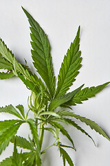 Image showing Close-up natural marijuana twig with fresh green leaves.