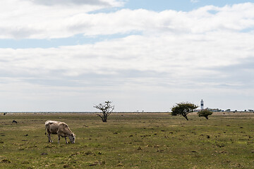 Image showing Grazing cow in a great grassland