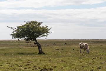 Image showing Grazing cow by a lone tree