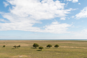 Image showing Trees in a wide grassland