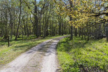 Image showing Country road through a beautiful forest in springtime