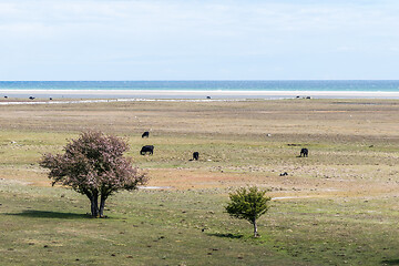 Image showing Trees and grazing cattle in a wide open grassland