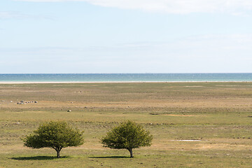 Image showing Trees in a great wide coastal grassland