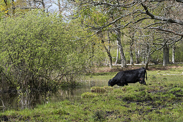 Image showing Cow drinking water in a small pond