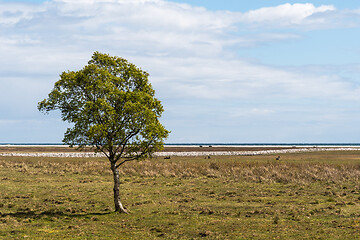 Image showing Lone tree in a great grassland