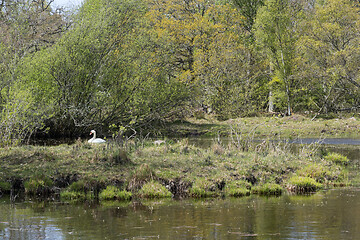 Image showing Breeding Mute Swan in a small pond