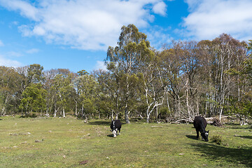 Image showing Grazing cattle in a forest glade