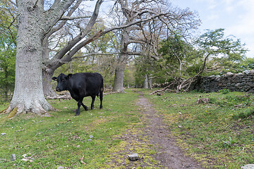 Image showing Black cow walking in a forest