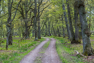 Image showing Road through a deciduous forest in spring season 