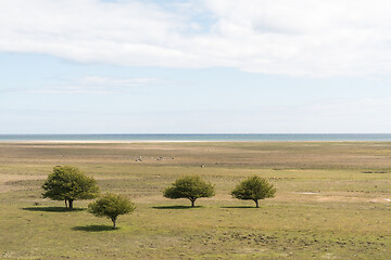 Image showing Trees in a great grassland in Sweden