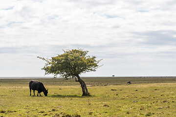 Image showing Grazing black cow by a lone tree