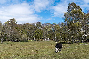 Image showing One grazing black cow in a glade