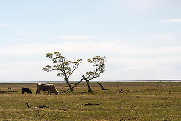 Image showing Grazing cattle in a great grassland