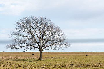 Image showing Lone bare tree in a great grassland