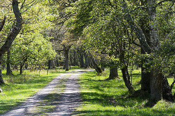 Image showing Beautiful deciduous forest in spring season