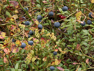 Image showing Bilberry